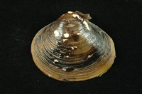 藏品(臺灣蜆)的圖片